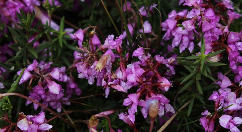 Indigofera equimontana, photographed by Tony Rebelo