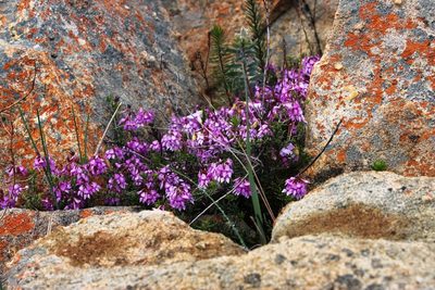 Indigofera equimontana, photographed by Tony Rebelo