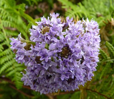 Pseudoselago langebergensis, photographed by Di Turner