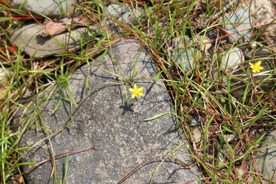 Ranunculus reptans, photographed by Steven Lamonde