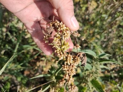 Cuscuta europaea, photographed by Евгений Егорейченков