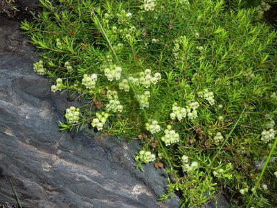 Erica ixanthera, photographed by Di Turner
