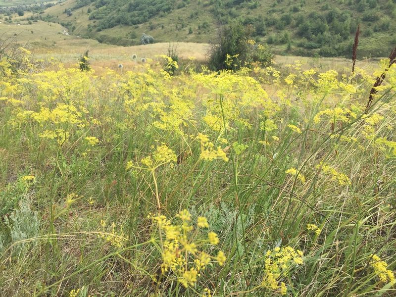 Peucedanum ruthenicum, photographed by Елена Патерикина