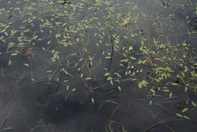 Sagittaria filiformis, photographed by Siddarth Machado