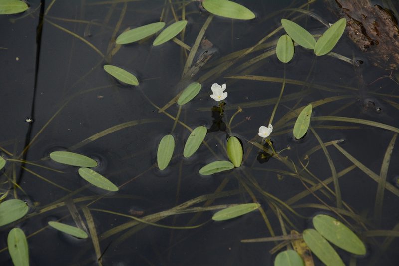 Sagittaria filiformis, photographed by Siddarth Machado