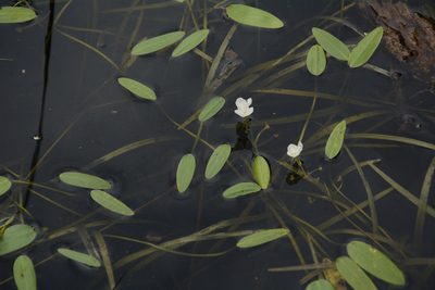 Sagittaria filiformis, photographed by Siddarth Machado