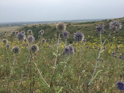 Echinops ritro, photographed by Елена Патерикина