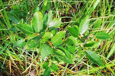 Salix myrsinifolia, photographed by Sigitas Juzėnas