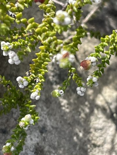 Phylica humilis, photographed by Sean Privett