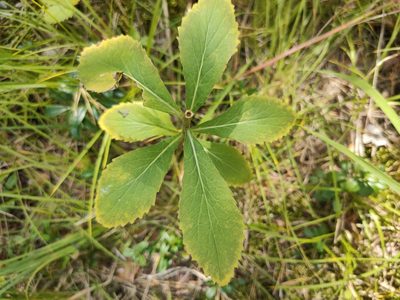 Adenophora liliifolia, photographed by Евгений Егорейченков