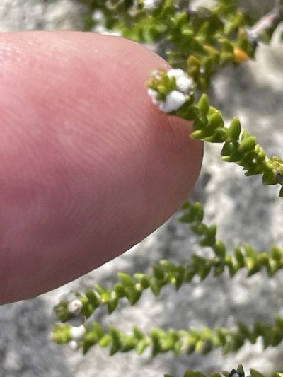 Phylica humilis, photographed by Sean Privett