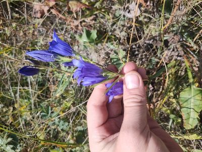 Gentiana pneumonanthe, photographed by Евгений Егорейченков