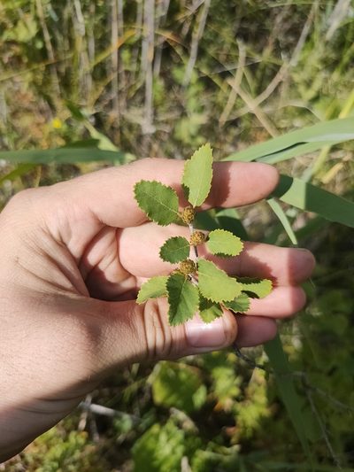 Betula humilis, photographed by Евгений Егорейченков