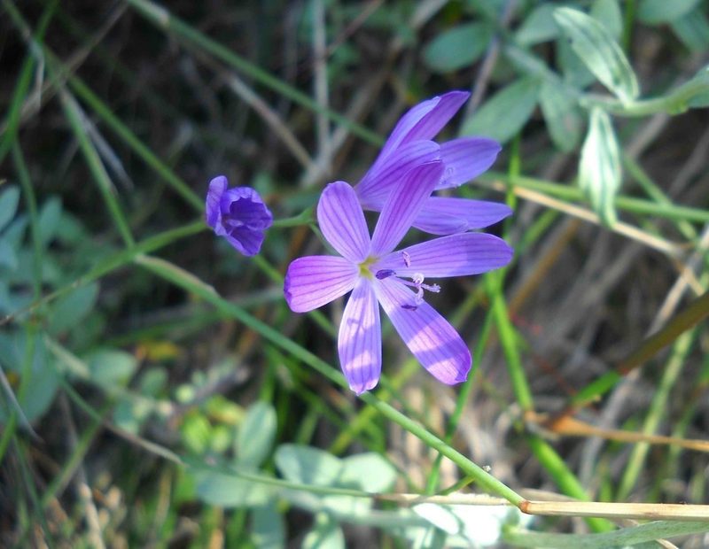 Geissorhiza ramosa, photographed by Di Turner