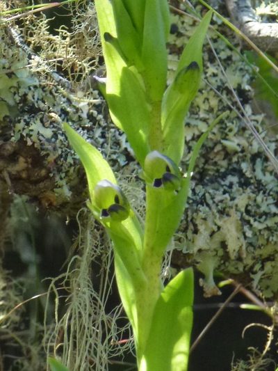 Disa hallackii, photographed by Di Turner