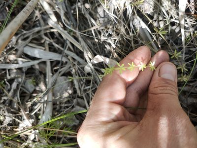 Galium uliginosum, photographed by Евгений Егорейченков