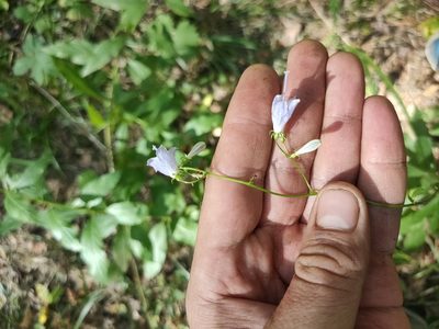 Adenophora liliifolia, photographed by Евгений Егорейченков