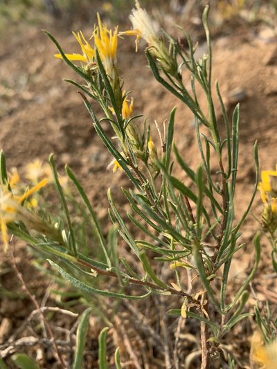Ericameria bloomeri, photographed by mark-groeneveld