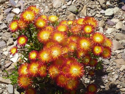 Drosanthemum bicolor, photographed by Di Turner
