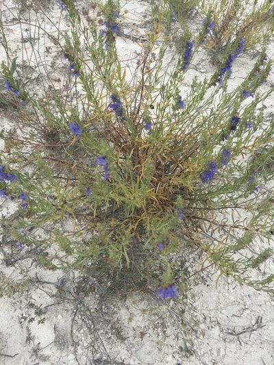 Hyssopus officinalis, photographed by Елена Патерикина