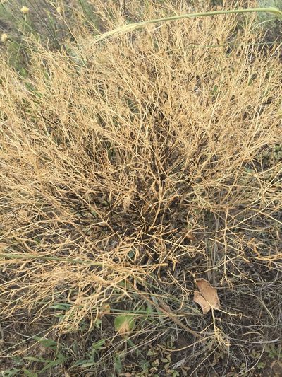 Guenthera persica, photographed by Елена Патерикина