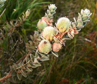 Clutia tomentosa, photographed by Tony Rebelo