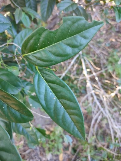 Diospyros fasciculosa, photographed by Tony van Kampen