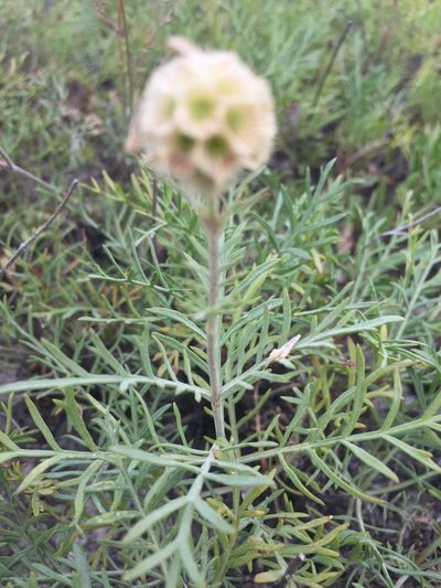 Lomelosia isetensis, photographed by Елена Патерикина