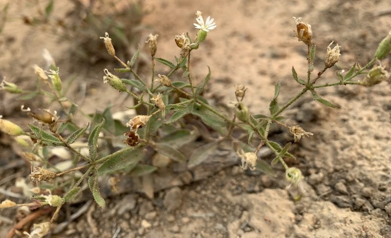 Silene menziesii, photographed by mark-groeneveld