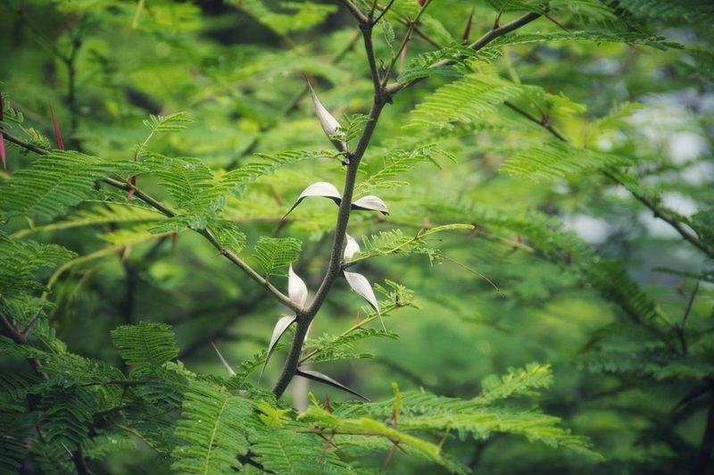Vachellia campeachiana, photographed by adel-fridus