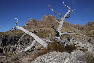 Widdringtonia cedarbergensis, photographed by Tony Rebelo