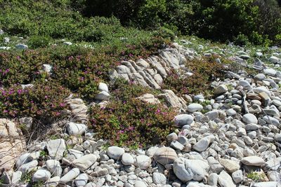 Lampranthus pauciflorus, photographed by Tony Rebelo