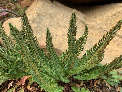 Polystichum scopulinum, photographed by mark-groeneveld