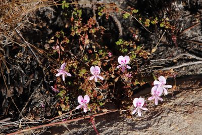 Pelargonium englerianum, photographed by Tony Rebelo