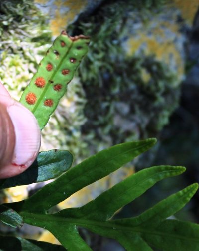 Polypodium ensiforme, photographed by Tony Rebelo