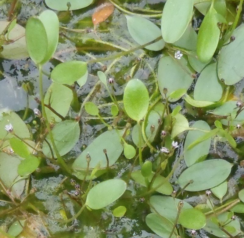 Limosella grandiflora, photographed by Nicola van Berkel