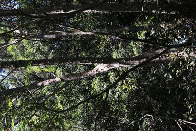 Zanthoxylum davyi, photographed by Tony Rebelo