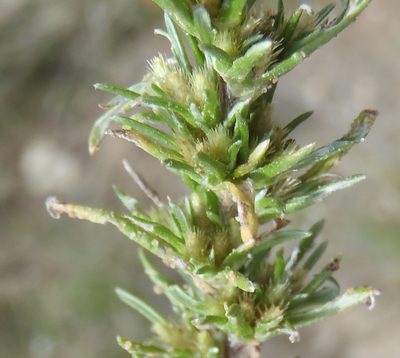 Ifloga glomerata, photographed by Nicola van Berkel