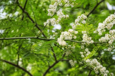Mimosa aculeaticarpa, photographed by adel-fridus