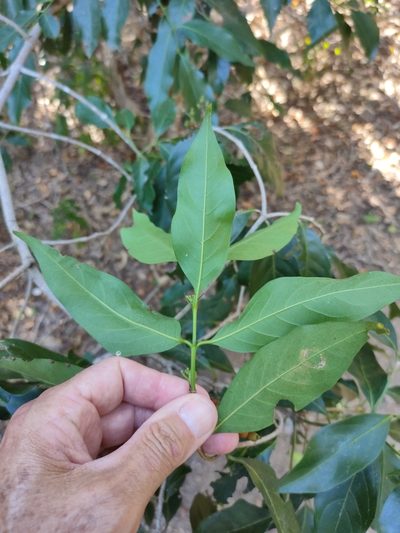 Aidia racemosa, photographed by Tony van Kampen