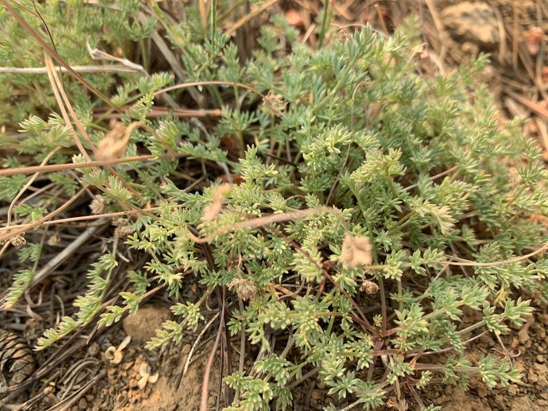 Cymopterus nivalis, photographed by mark-groeneveld