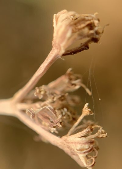 Cymopterus nivalis, photographed by mark-groeneveld