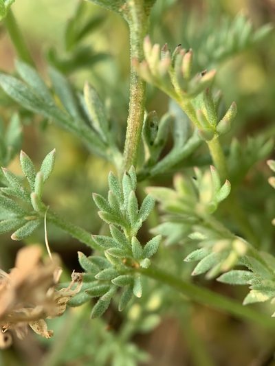 Cymopterus nivalis, photographed by mark-groeneveld