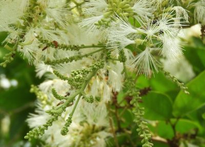 Pithecellobium lanceolatum, photographed by Francisco Farriols Sarabia