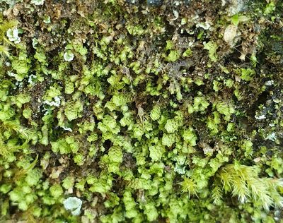 Scapania umbrosa, photographed by Jonathan Hughes