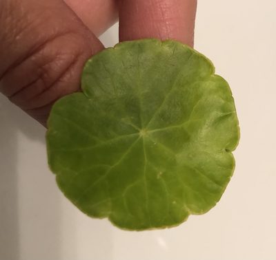 Hydrocotyle vulgaris, photographed by Katrin Simon