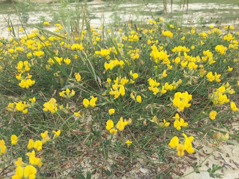 Lotus stepposus, photographed by Елена Патерикина