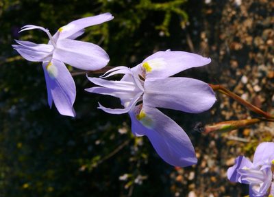 Moraea bipartita, photographed by Tony Rebelo