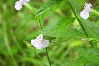 Mimulus ringens, photographed by Elizabeth Green