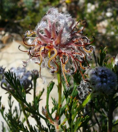 Serruria balanocephala, photographed by Tony Rebelo